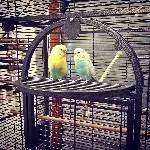 2 Wellensittiche abzugeben Bild 1