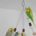 Elli, Cookie, Apple und Kiwi suchen neues zu Hause  Bild 1