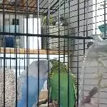 Liebevolle und lebendige Wellis Bild 1