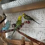 Patchworkfamile sucht neues Zuhause Bild 2