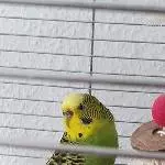 2 handzahme Wellis suchen ein neues zuhause Bild 1