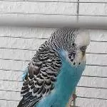2 handzahme Wellis suchen ein neues zuhause Bild 2