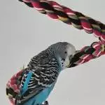 2 handzahme Wellis suchen ein neues zuhause Bild 3
