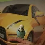 Drei Wellensittiche abzugeben Bild 2