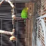 Wellidame Lilli sucht liebevolles Zuhause Bild 1