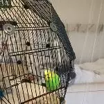 wellihahn sucht neues zu hause Bild 1