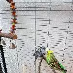 Bruderpärchen in gute Hände abzugeben Bild 1