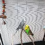 Bruderpärchen in gute Hände abzugeben Bild 2