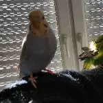 Zwei Wellensittiche abzugeben  Bild 1
