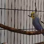 Wellihahn Koro sucht neues Zuhause Bild 1