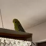 Unsere Coco braucht einen neuen Partner / Schwarm Bild 1