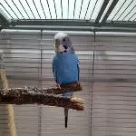 Hahn 7 Jahre alt Bild 5