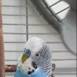 Hahn 7 Jahre alt Bild 3