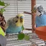 Hahn 7 Jahre alt Bild 2