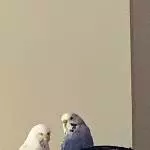 Drei Wellensittiche suchen ein neues Zuhause Bild 2