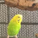 Daisy (4 Jahre alt, evtl. Megas) braucht neuen Schwarm Bild 2