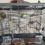 Daisy (4 Jahre alt, evtl. Megas) braucht neuen Schwarm Bild 3