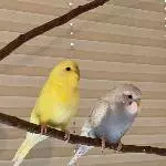 2 Wellis (m) suchen Indoorschwarm, 1 1/2 Jahre alt  Bild 1