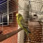 Wellensittich Coco sucht neues Zuhause Bild 1