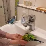 superzahme gesunde Wellensittiche suchen ein neues Zuhause Bild 4