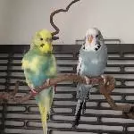 Die Wellihähne Heinz & Louie suchen ein neues Zuhause Bild 3