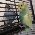 Die Wellihähne Heinz & Louie suchen ein neues Zuhause Bild 1