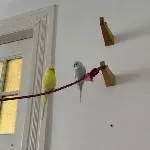 Zwei Wellensittiche suchen ein neues Zuhause Bild 1