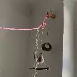 Zwei Wellensittiche suchen ein neues Zuhause Bild 2