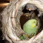 Lemon sucht neue Freunde Bild 6