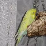 Lemon sucht neue Freunde Bild 5