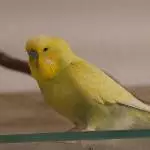 Lemon sucht neue Freunde Bild 2