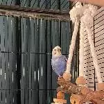 Pit sucht ein neues Zuhause Bild 1