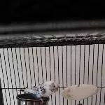 Bubi sucht ein schönes zu Hause Bild 1