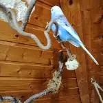 Kleine Welli-Gruppe sucht neues Zuhause (Achtung Gefiederstörung vorhanden!) Bild 7