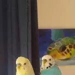 Junges Welli Pärchen sucht Herausforderungen Bild 1