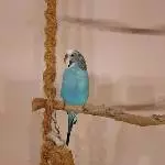 Paul sucht neues Zuhause  Bild 1