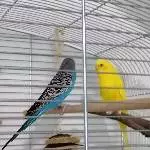 Pärchen sucht Schwarm :)  Bild 3