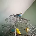 Pärchen sucht Schwarm :)  Bild 2