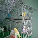 Pärchen sucht Schwarm :)  Bild 1