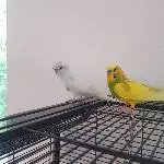 Charlie und Ghost suchen ein neues Zuhause Bild 1