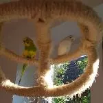 Charlie und Ghost suchen ein neues Zuhause Bild 2