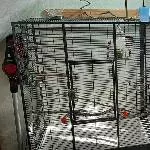 Kiki&Birdy suchen ein neues Zuhause  Bild 1