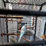 Wellensittich Männchen sucht neues liebevolles Zuhause Bild 2