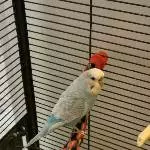 Wellensittich Männchen sucht neues liebevolles Zuhause Bild 3