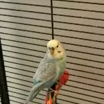 Wellensittich Männchen sucht neues liebevolles Zuhause Bild 1
