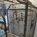 Wellensittich Männchen sucht neues liebevolles Zuhause Bild 4