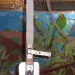 Suche alten Welli-Hahn oder gebe alte Welli-Dame ab Bild 2