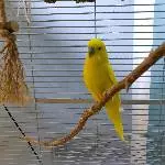 4 tolle Wellis suchen neues Zuhause Bild 5