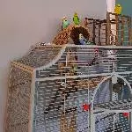 4 tolle Wellis suchen neues Zuhause Bild 1