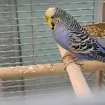 4 tolle Wellis suchen neues Zuhause Bild 6